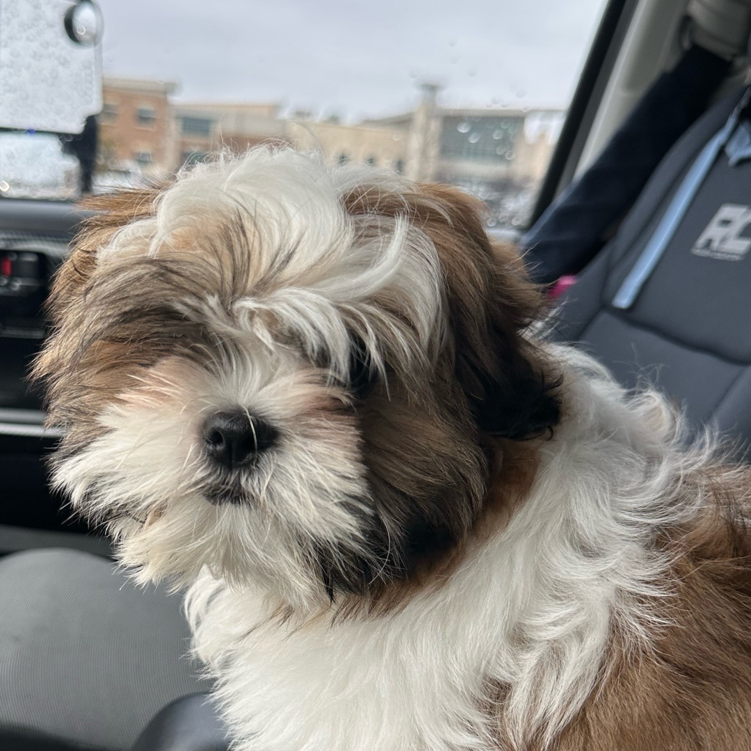 Picture of dogs