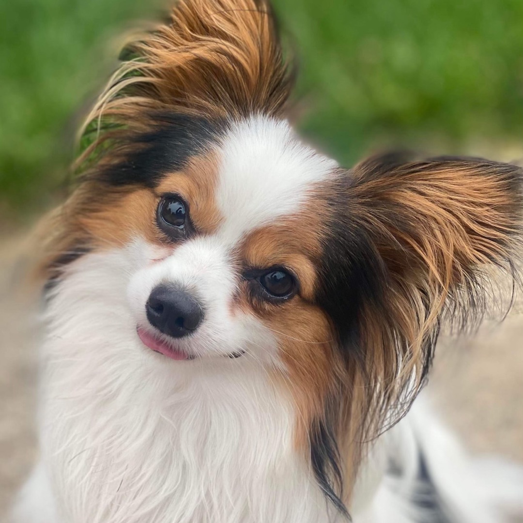 Picture of dogs
