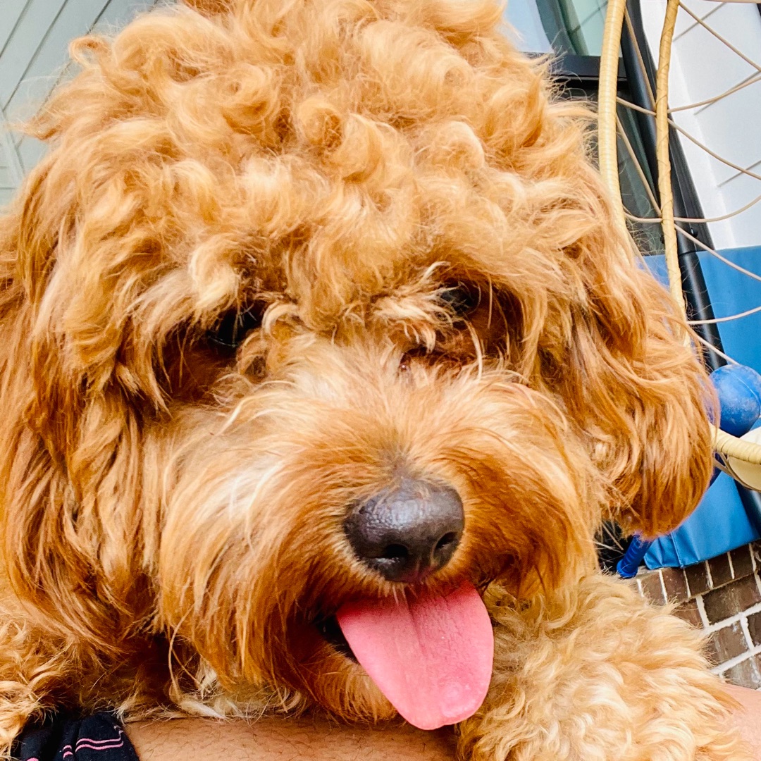 Picture of dogs