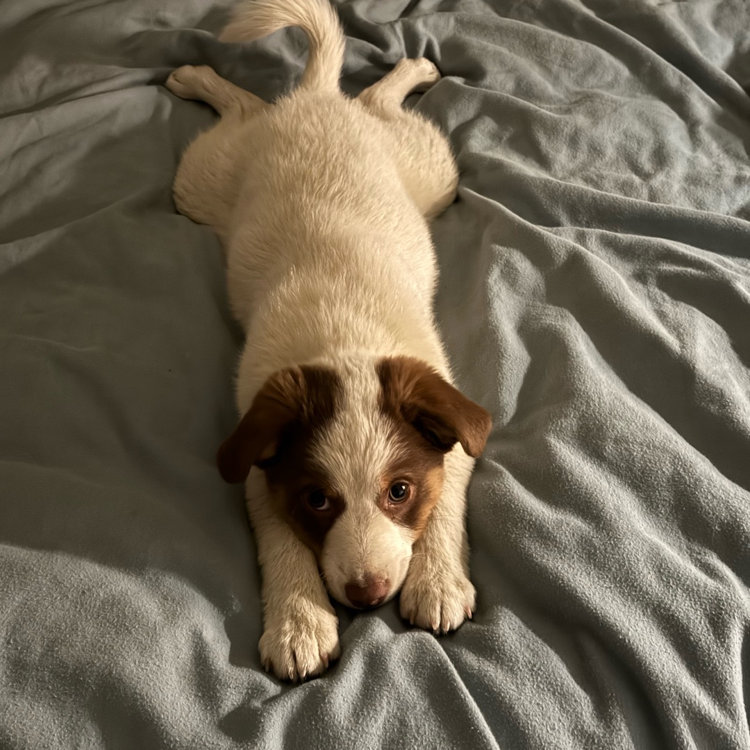 Picture of dogs