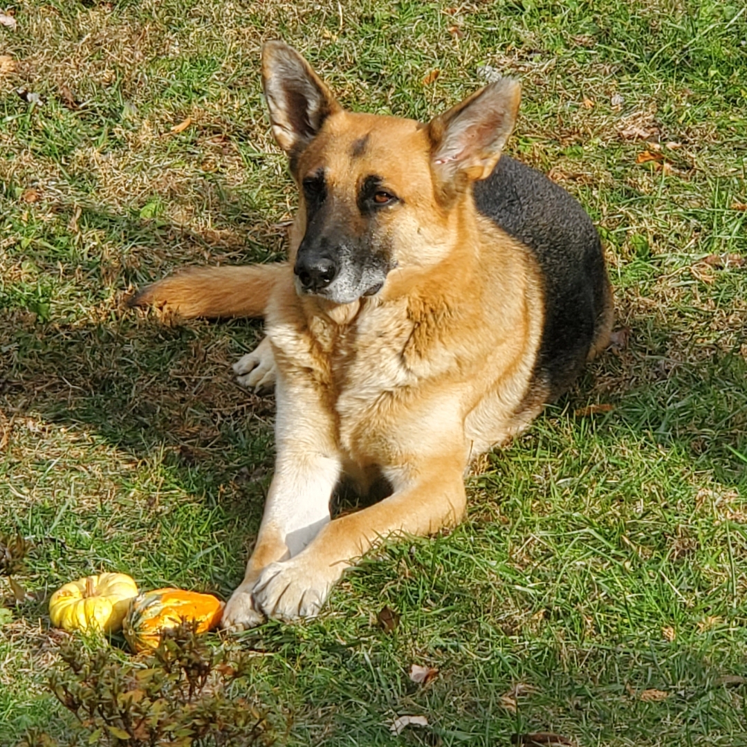 Picture of dogs