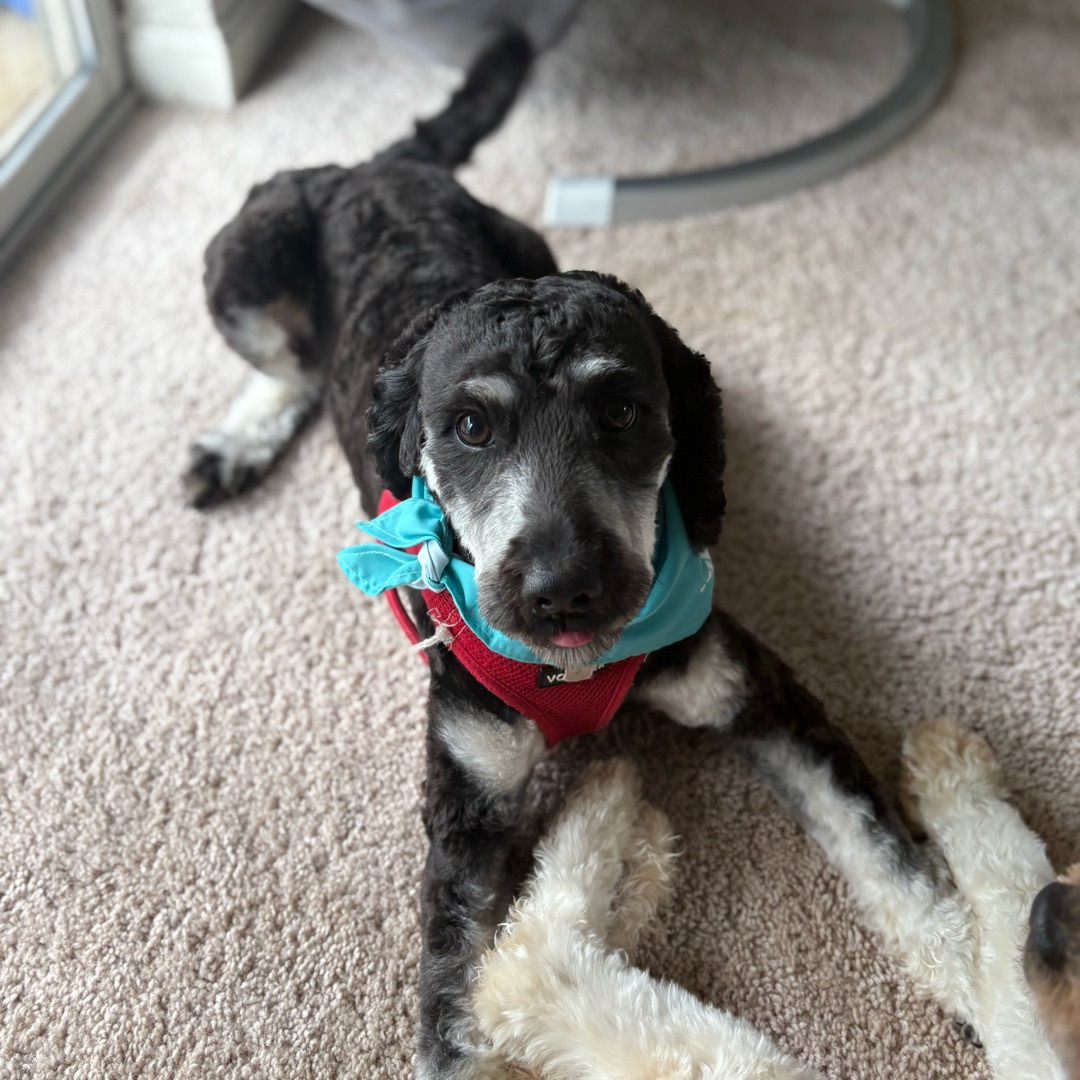 Picture of dogs