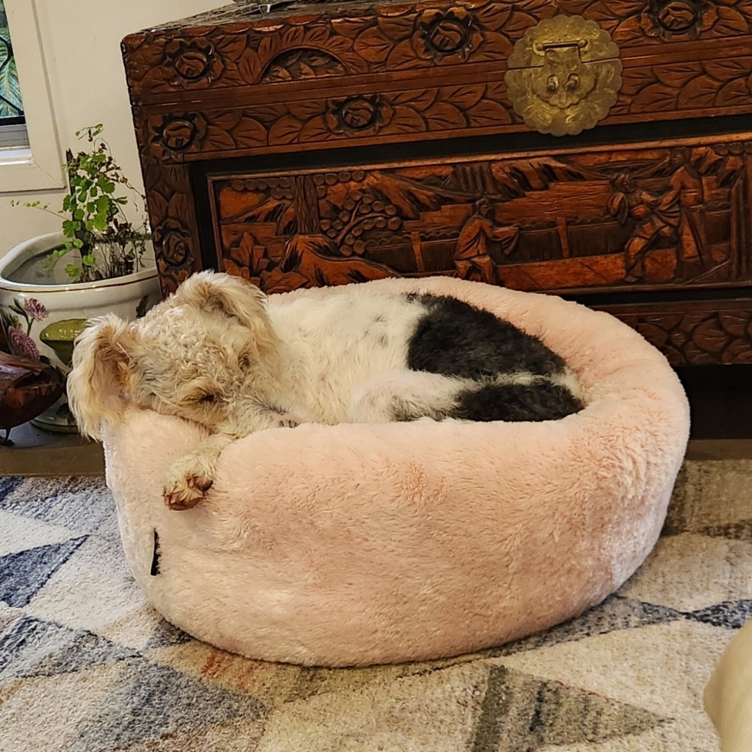 Picture of dogs