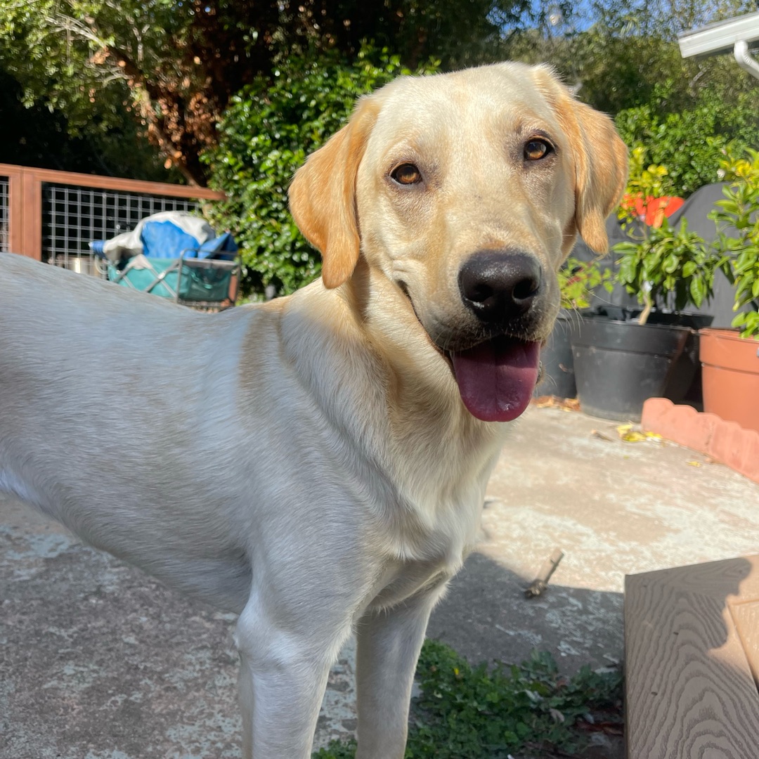Picture of dogs