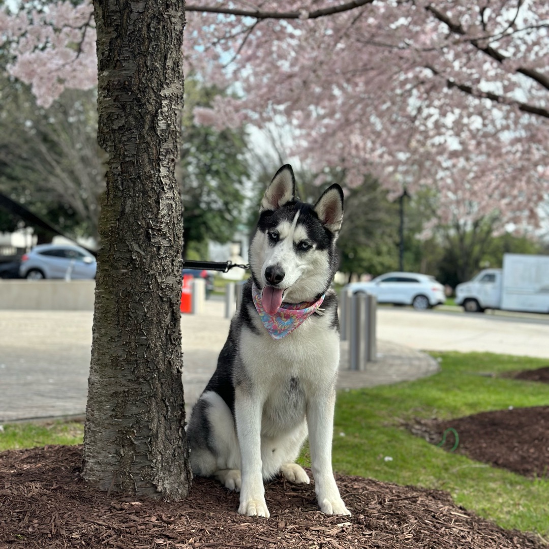 Picture of dogs