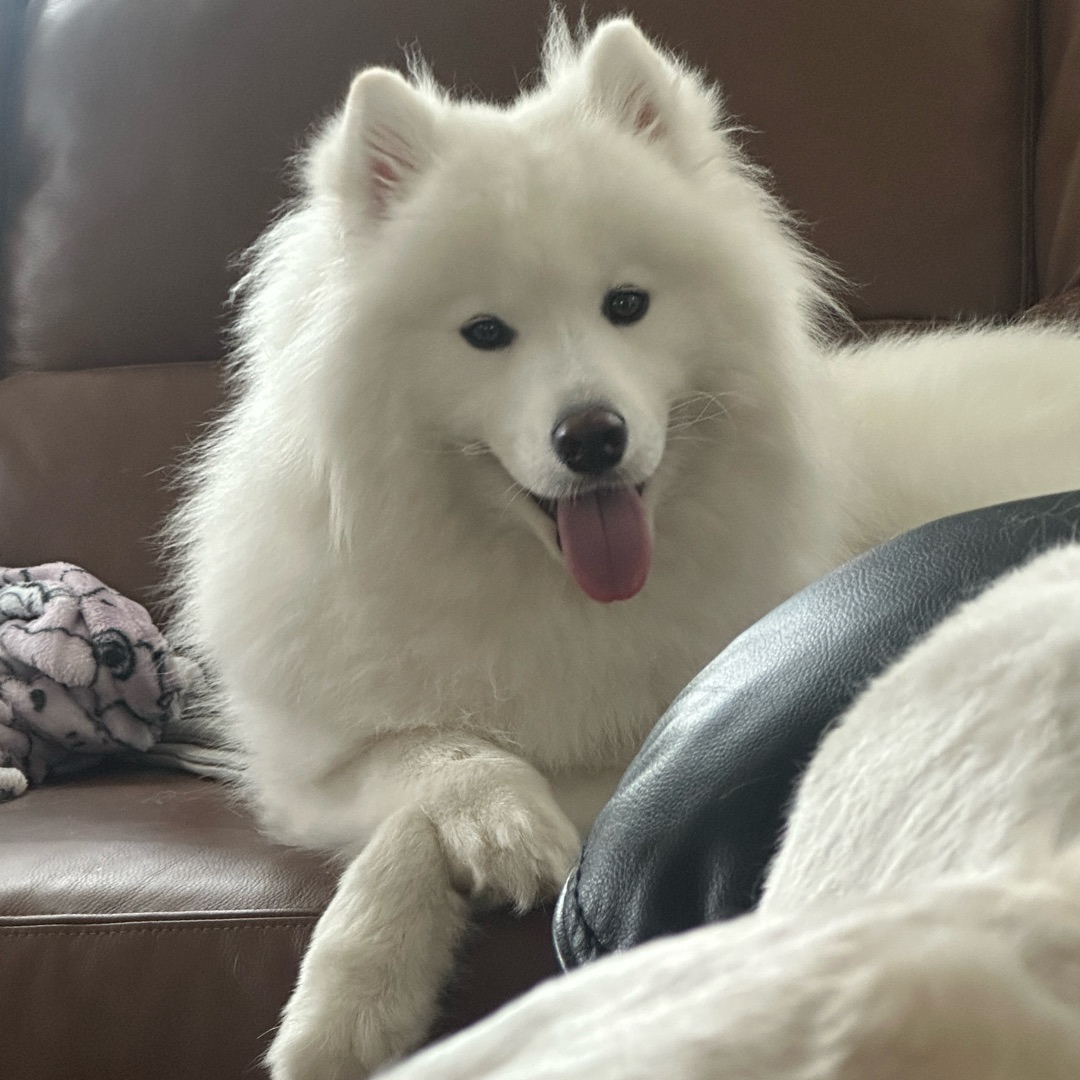 Picture of dogs