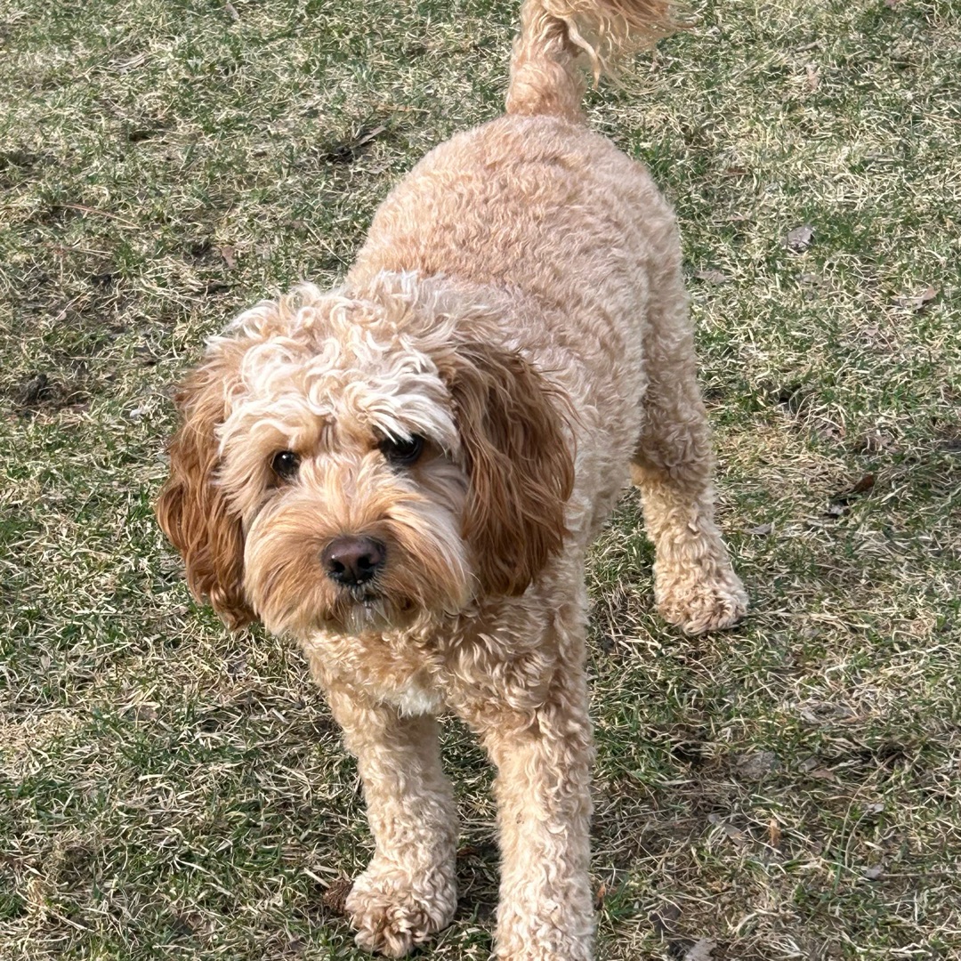 Picture of dogs