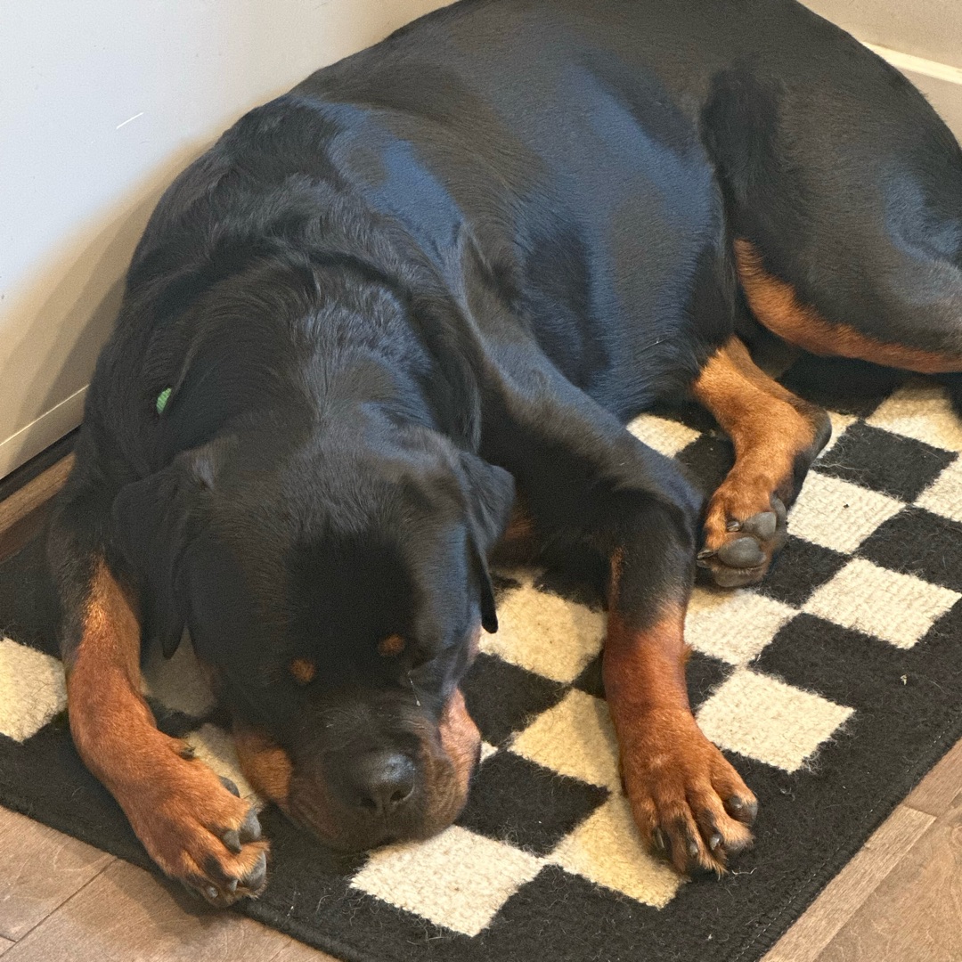 Picture of dogs