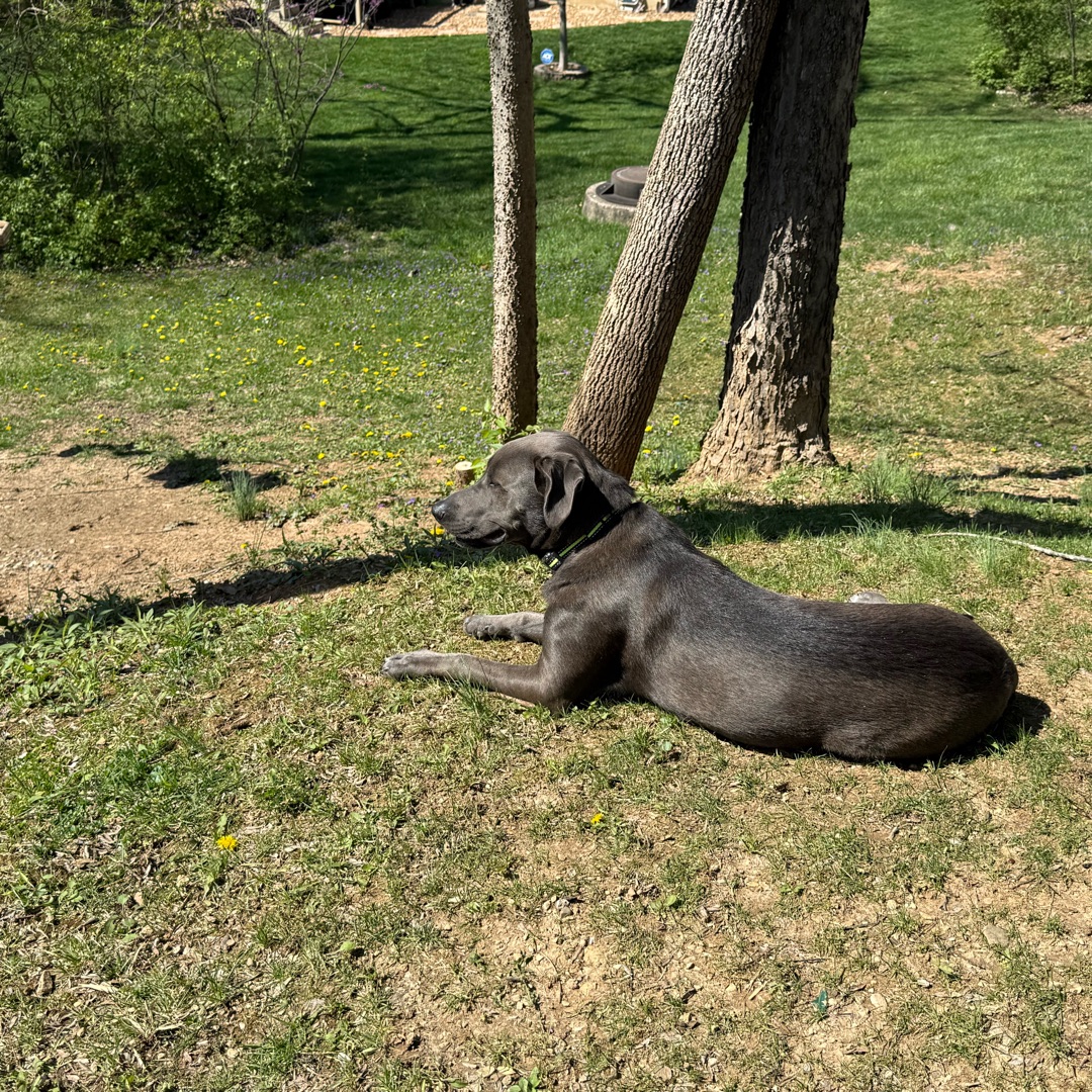 Picture of dogs