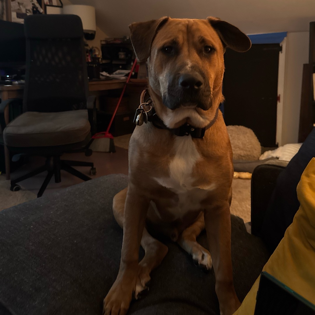 Picture of dogs