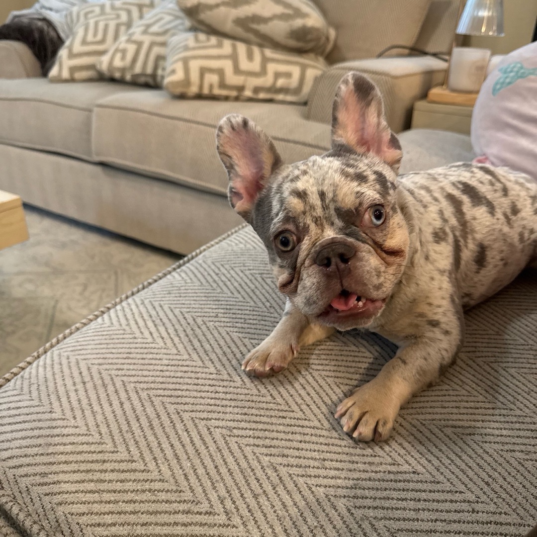 Picture of dogs