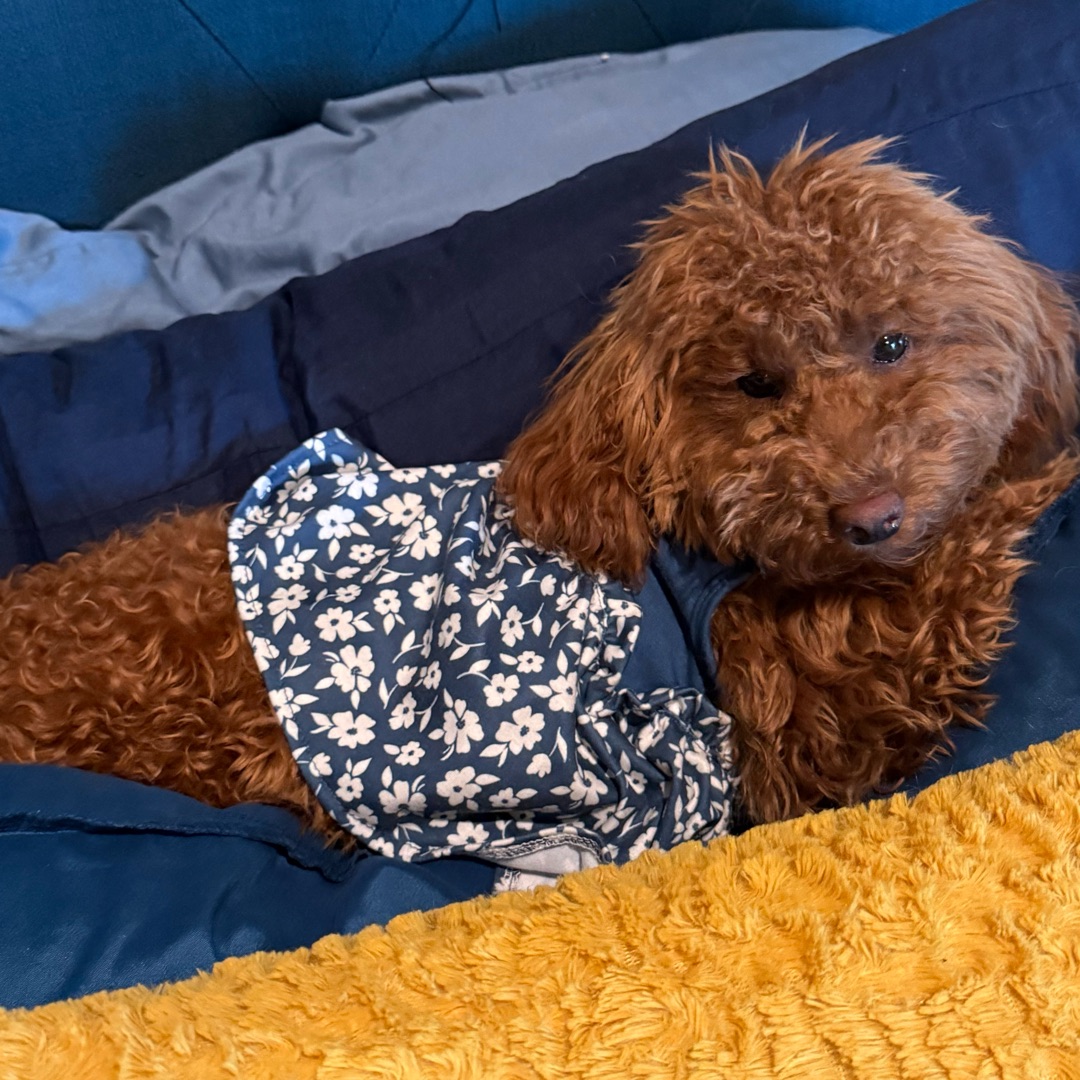Picture of dogs