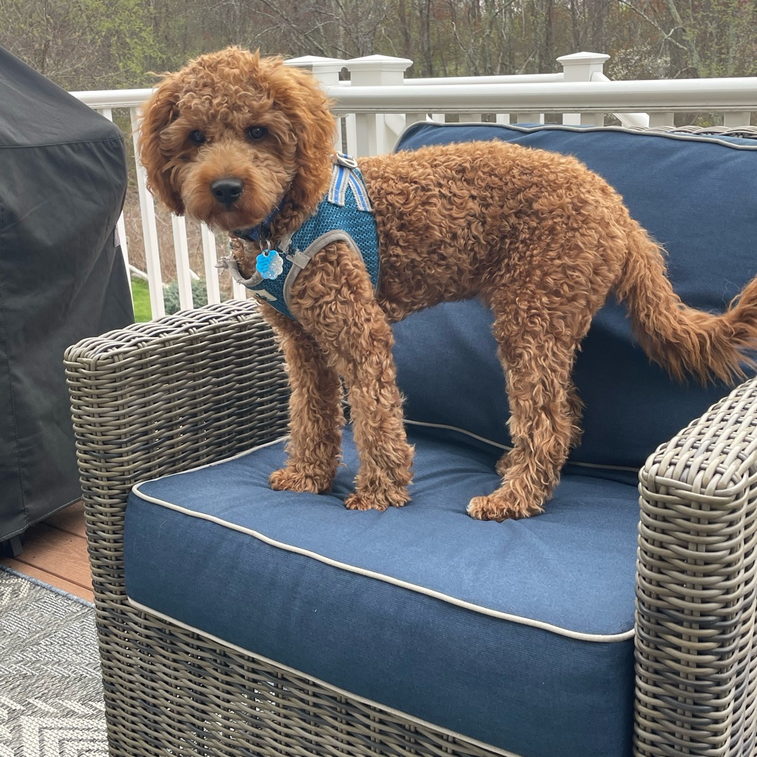 Picture of dogs