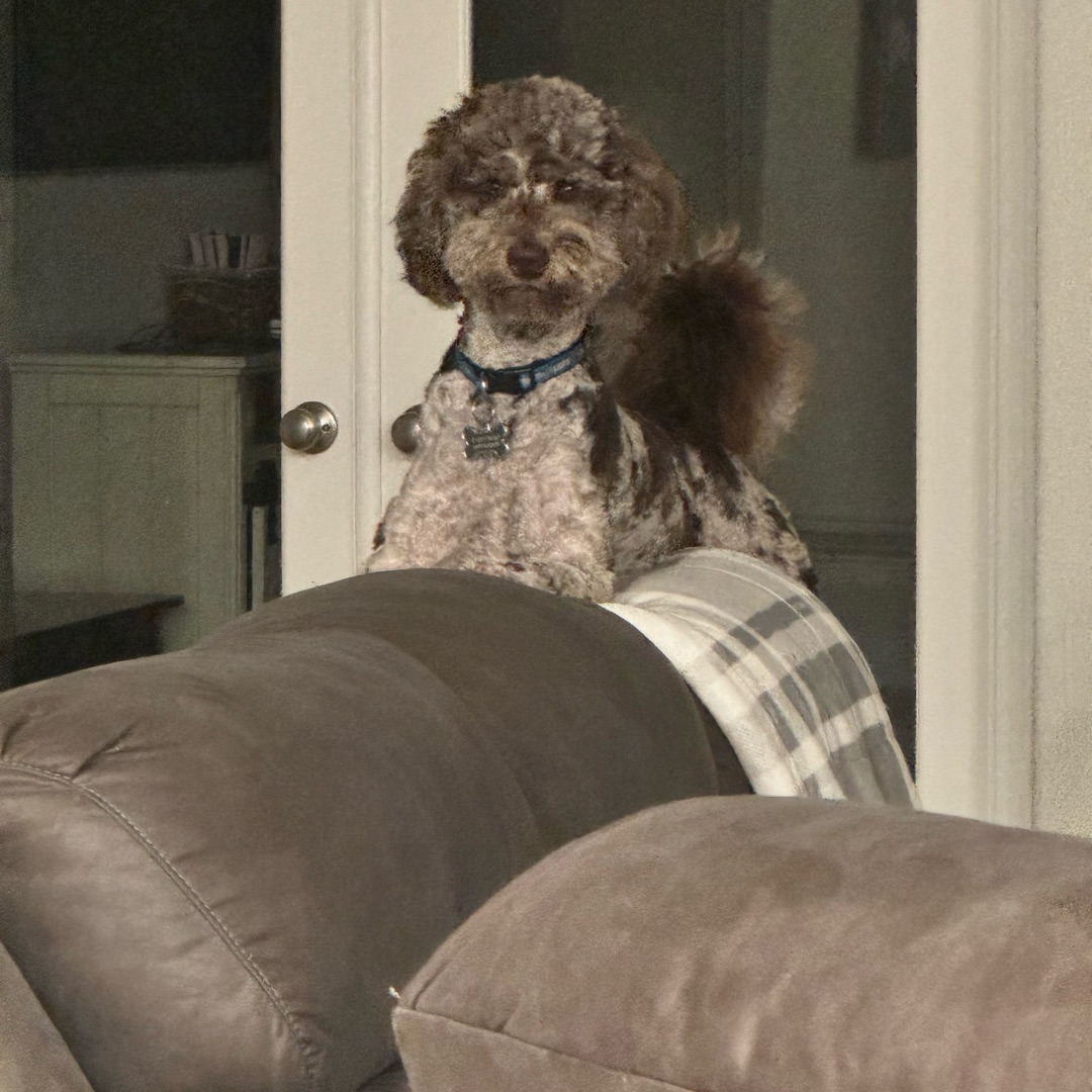 Picture of dogs