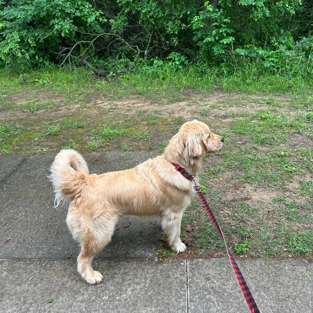 Picture of dogs