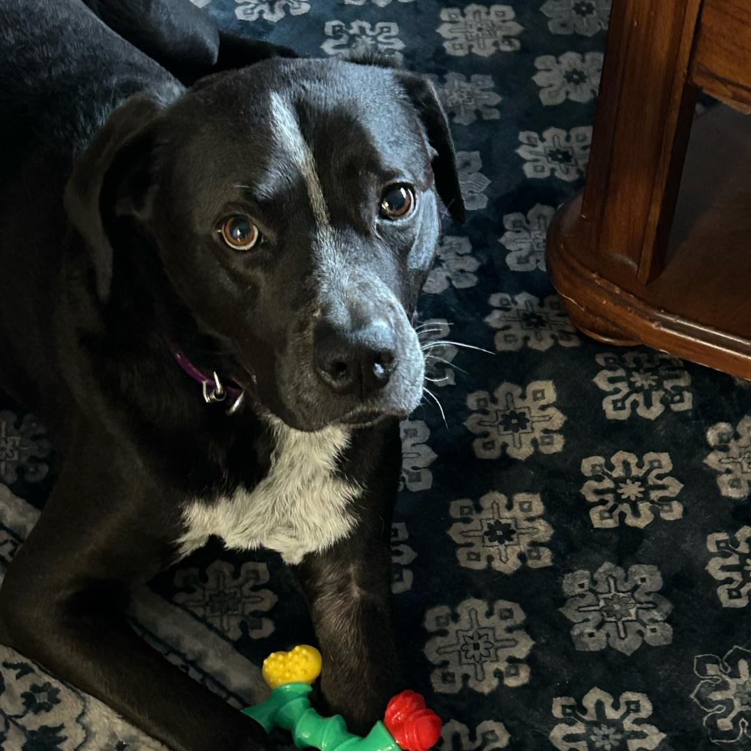 Picture of dogs