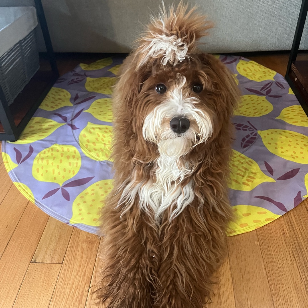 Picture of dogs