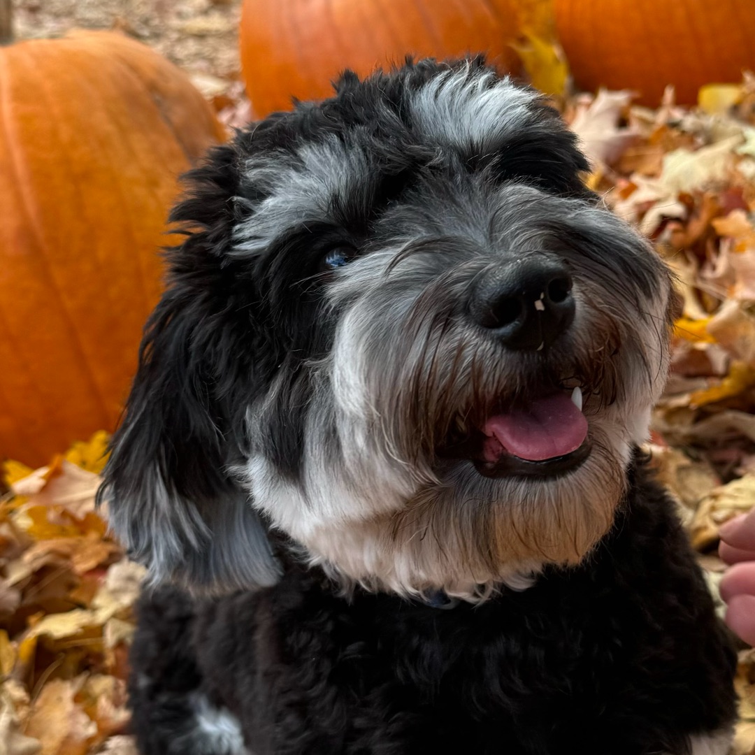 Picture of dogs