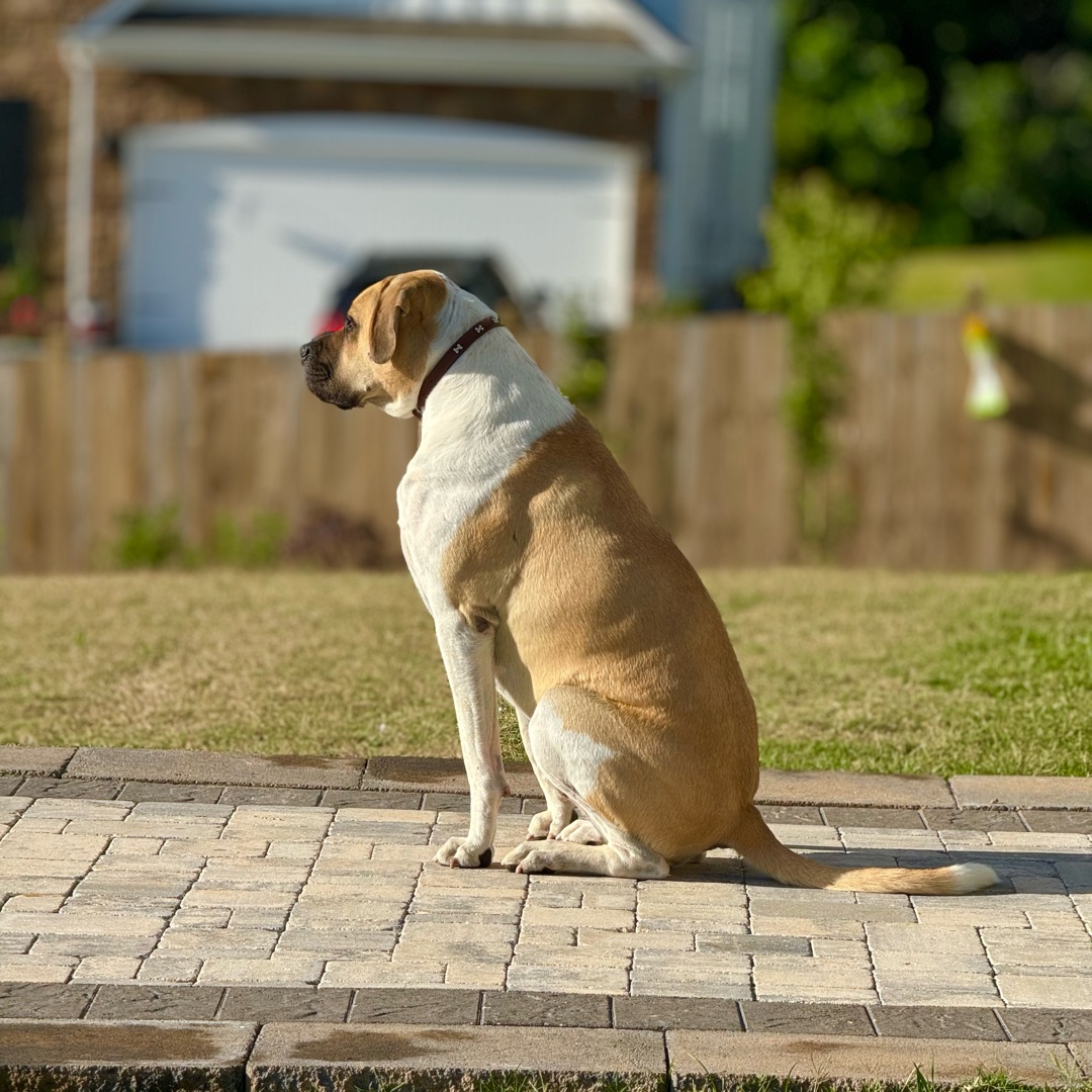 Picture of dogs