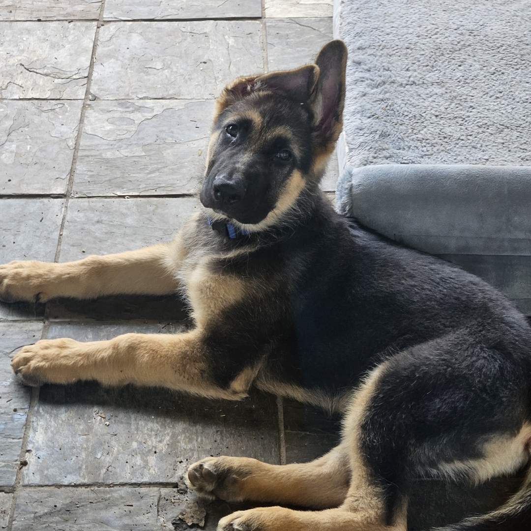 Picture of dogs