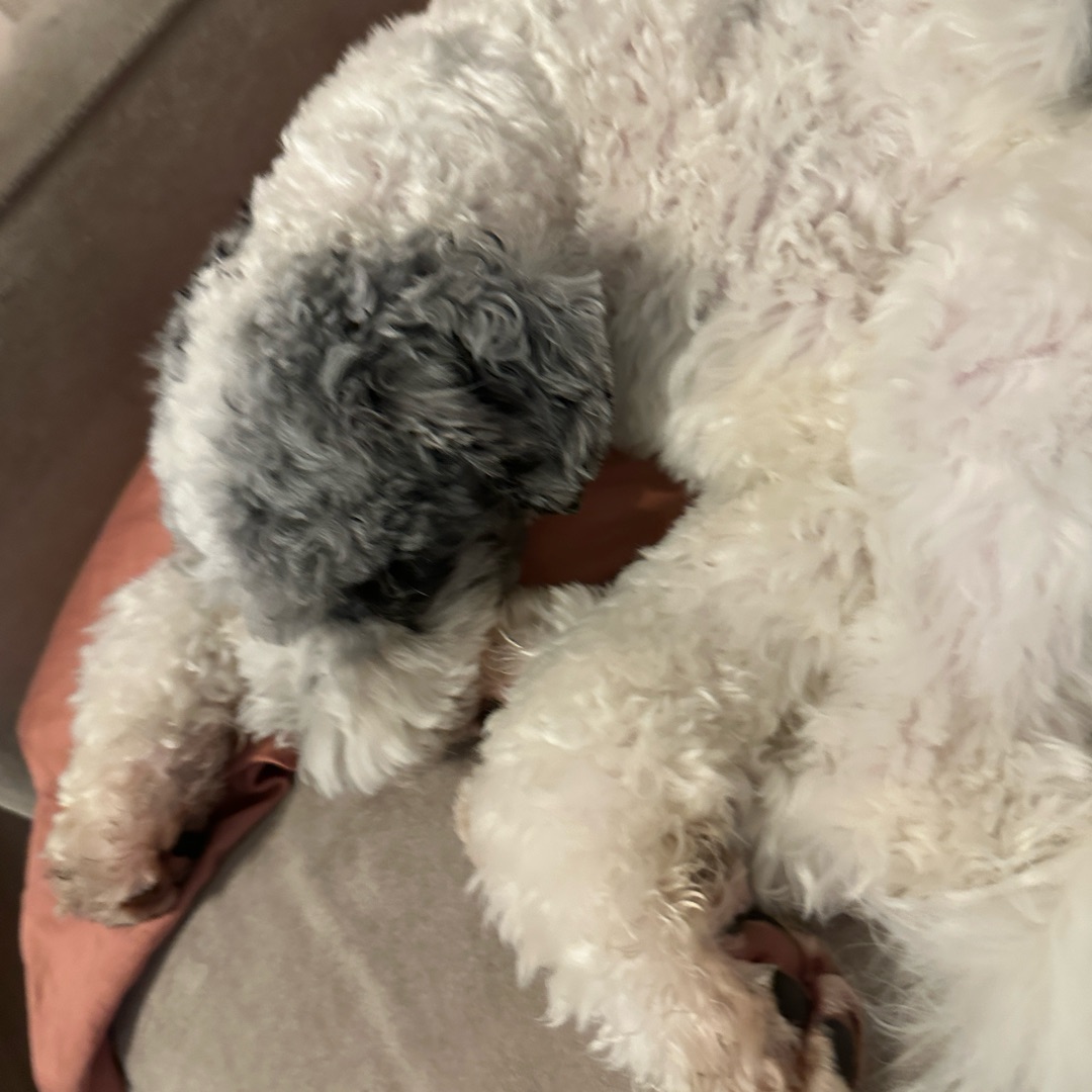 Picture of dogs