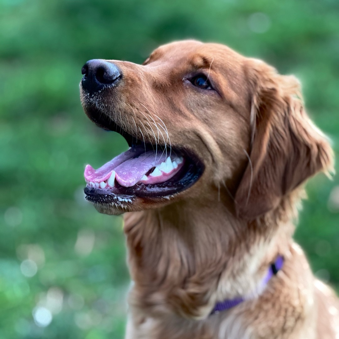Picture of dogs