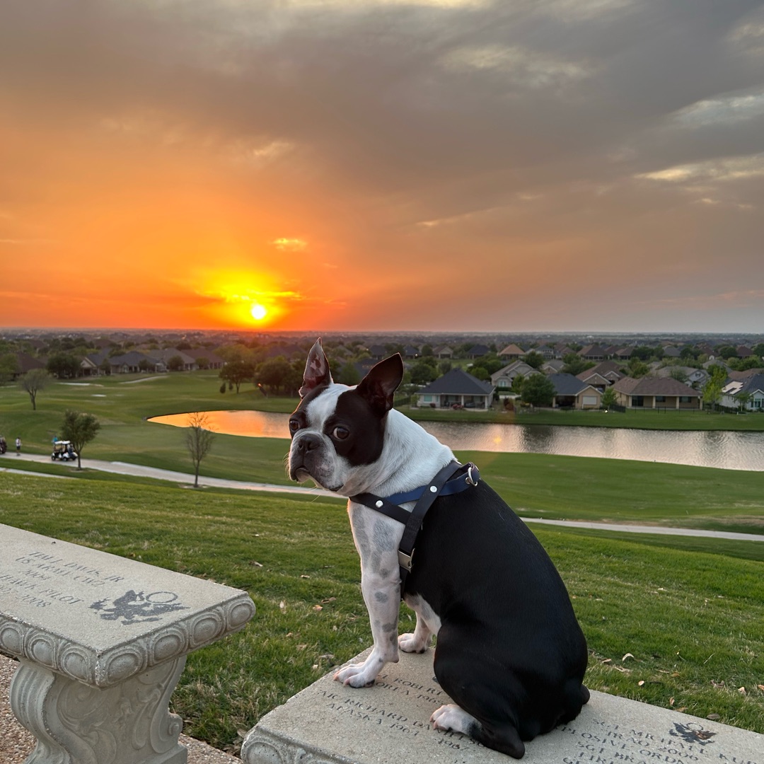 Picture of dogs