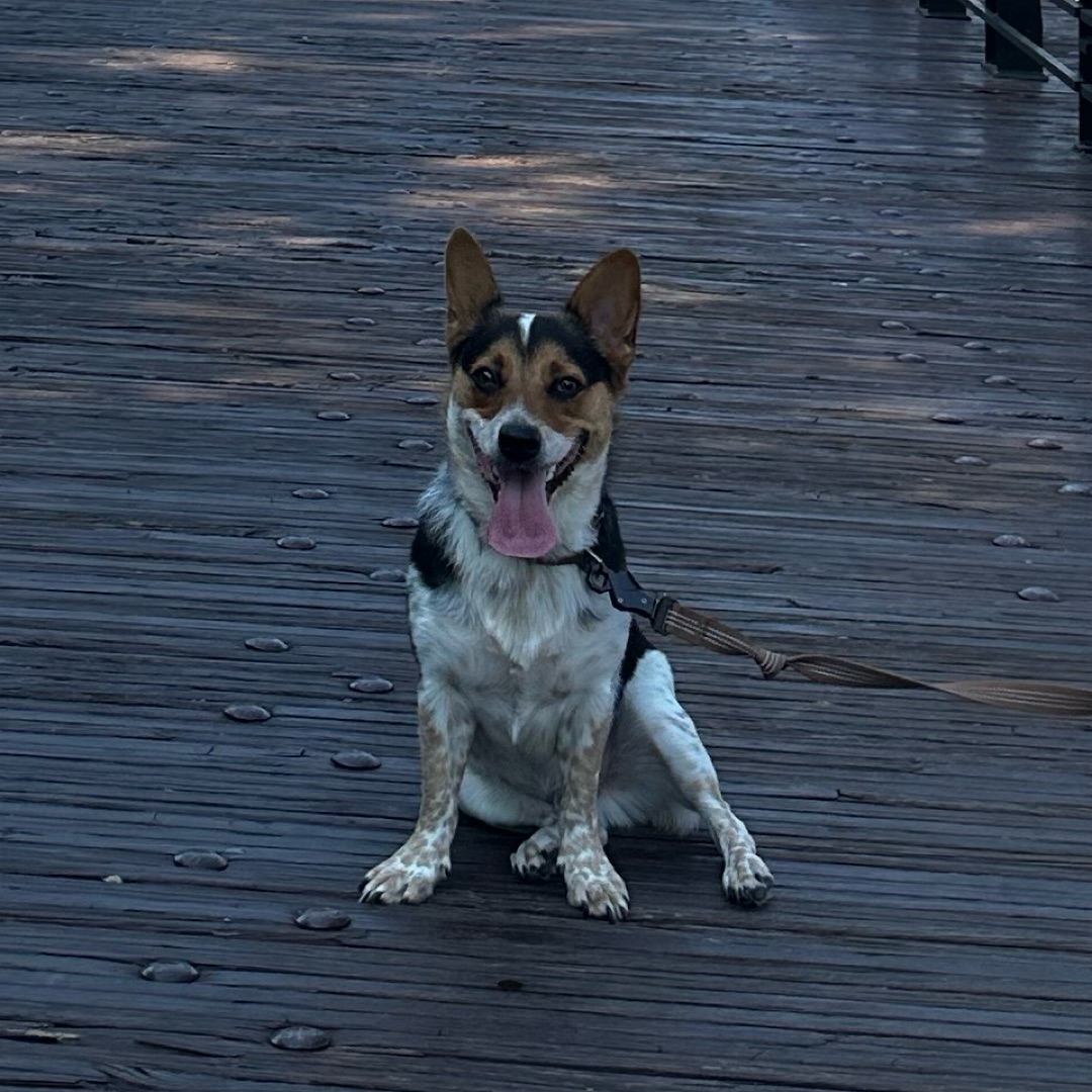 Picture of dogs