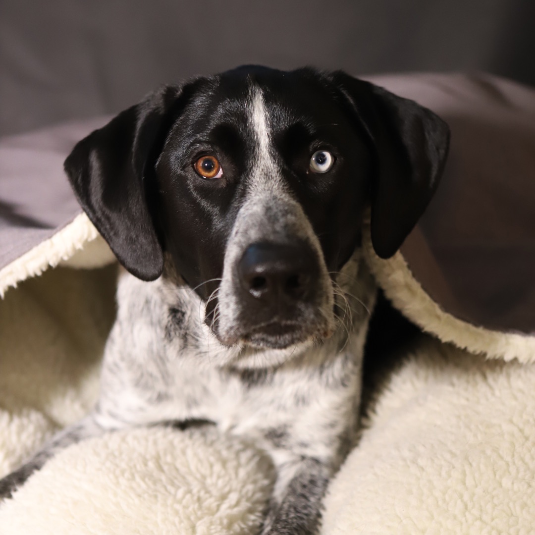 Picture of dogs