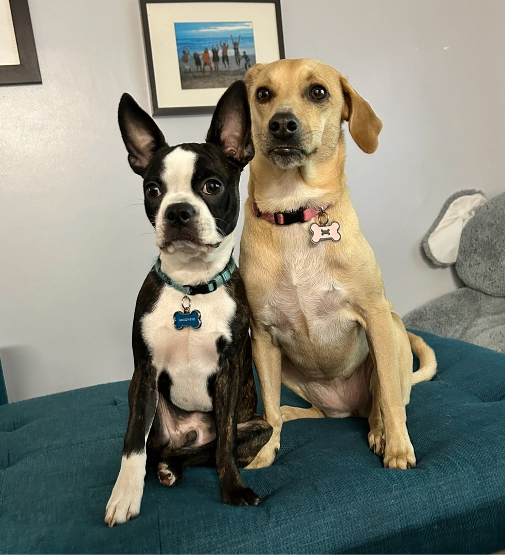 Picture of dogs