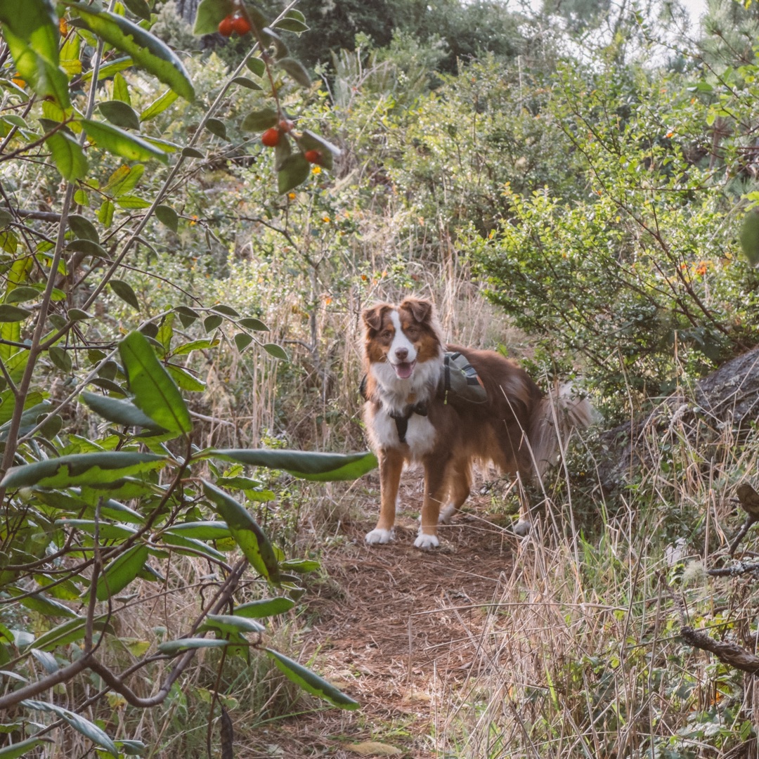 Picture of dogs