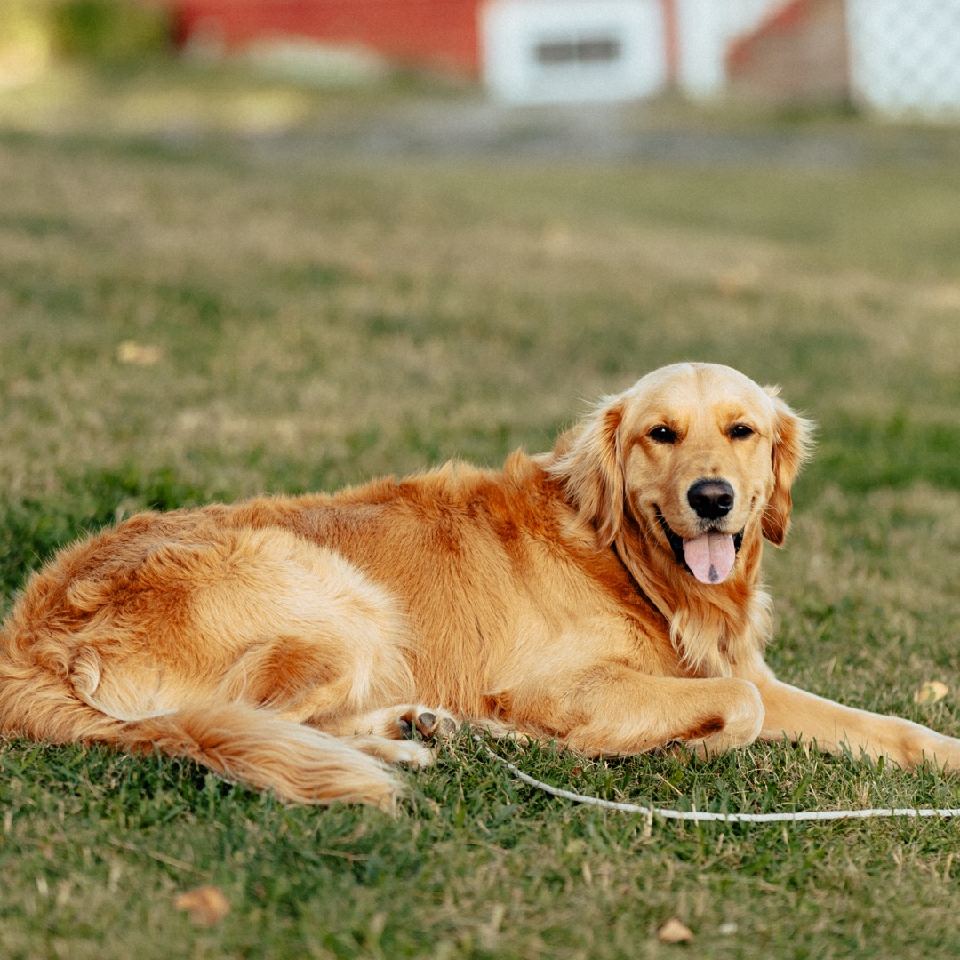 Picture of dogs