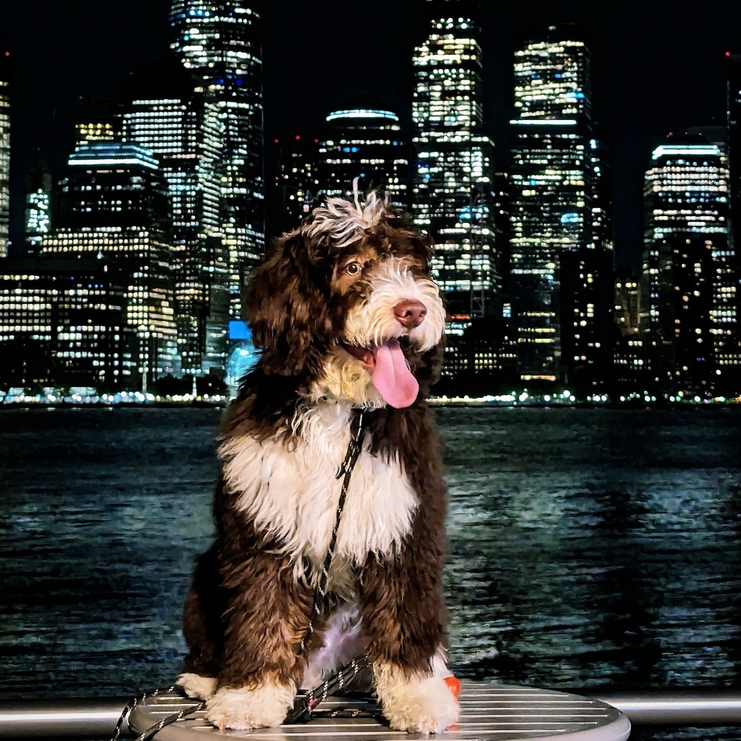 Picture of dogs