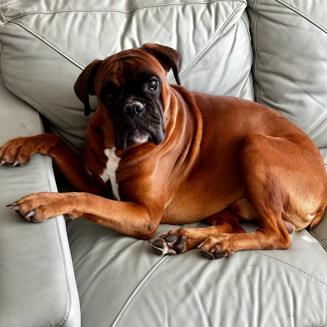 Picture of dogs