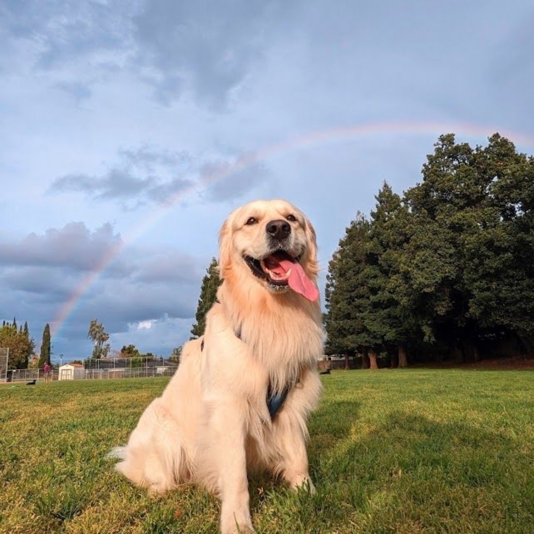 Picture of dogs