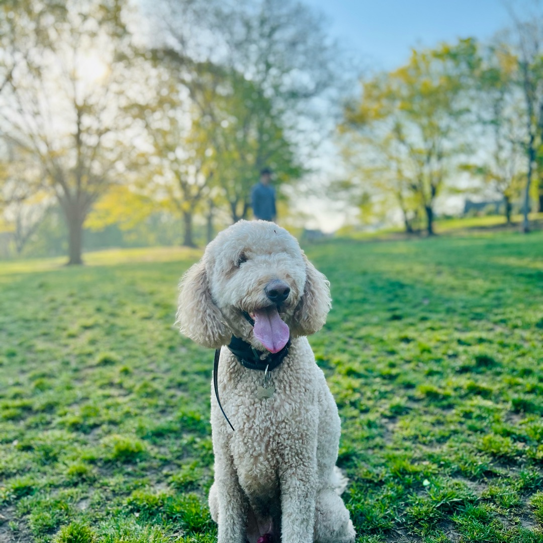 Picture of dogs