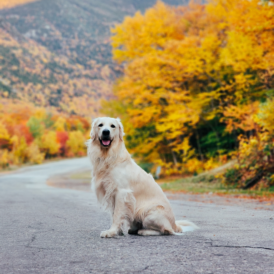 Picture of dogs