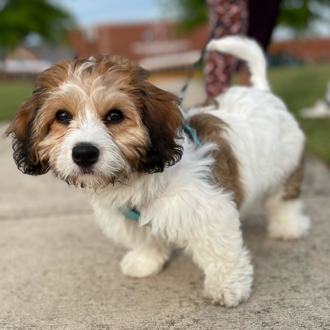 Picture of dogs