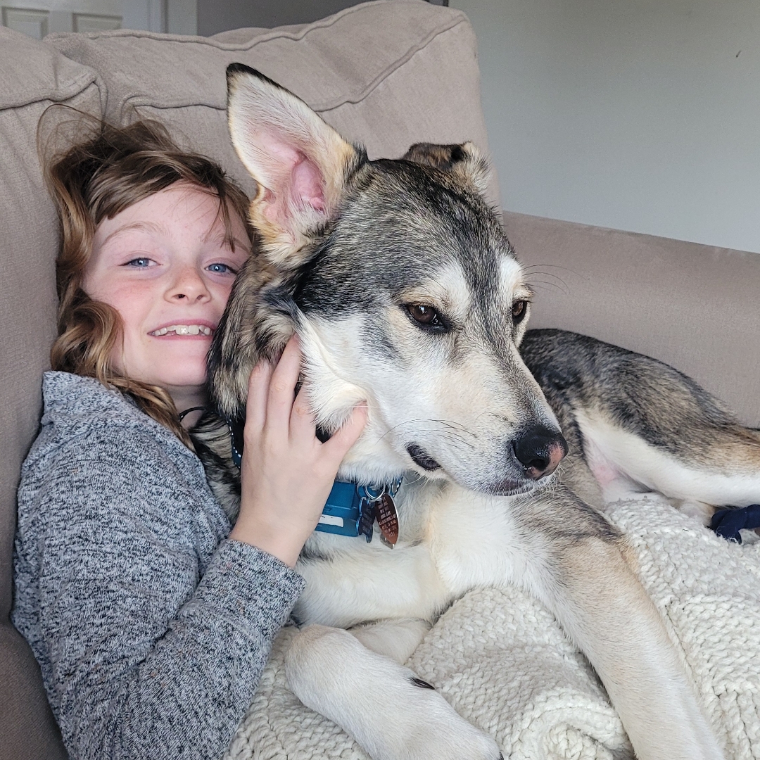 Picture of dogs