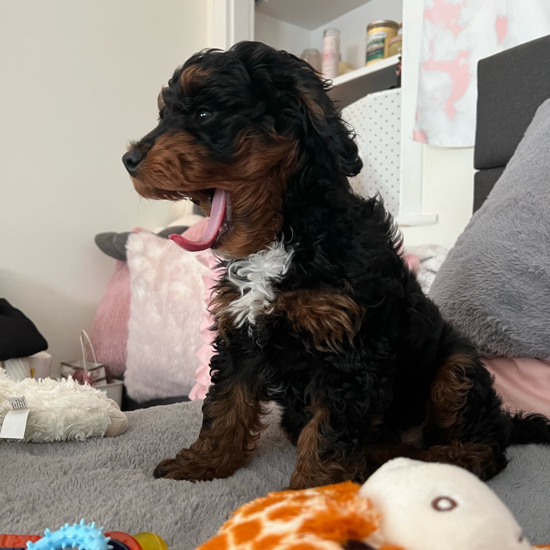 Picture of dogs