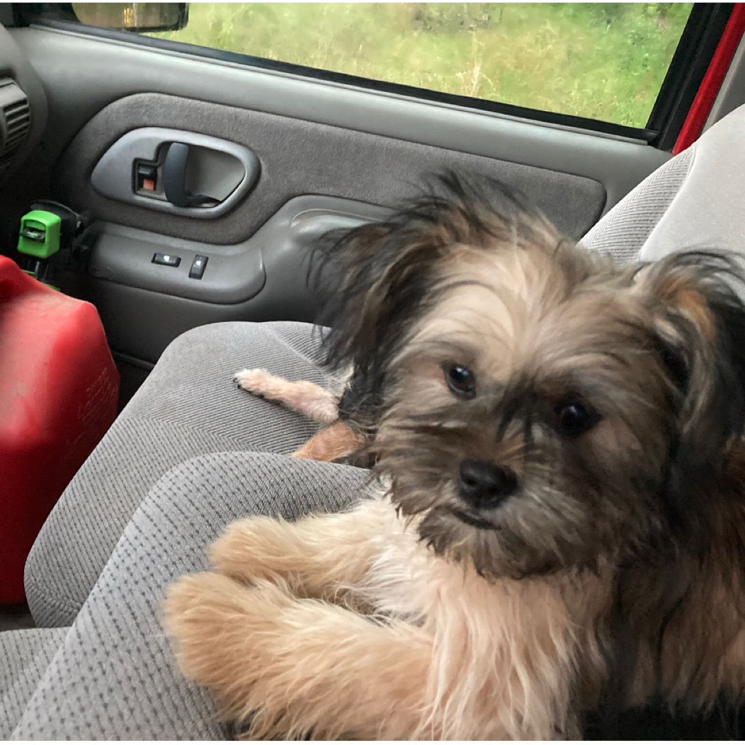 Picture of dogs