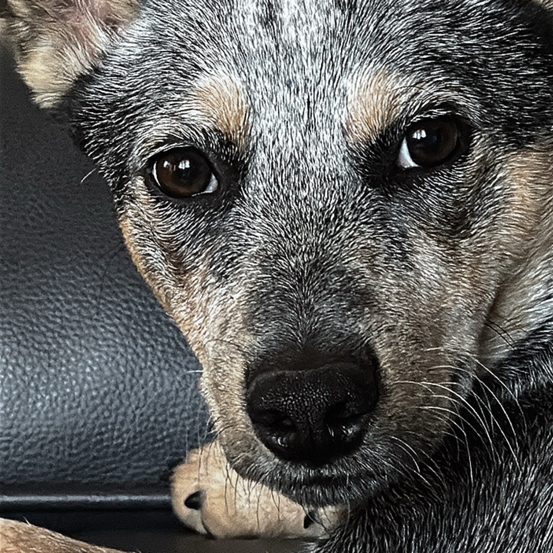 Picture of dogs