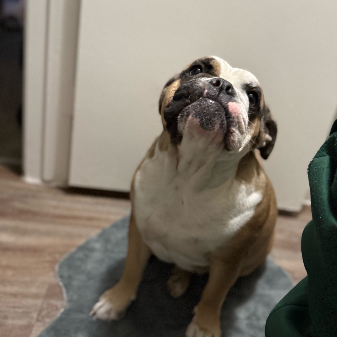 Picture of dogs