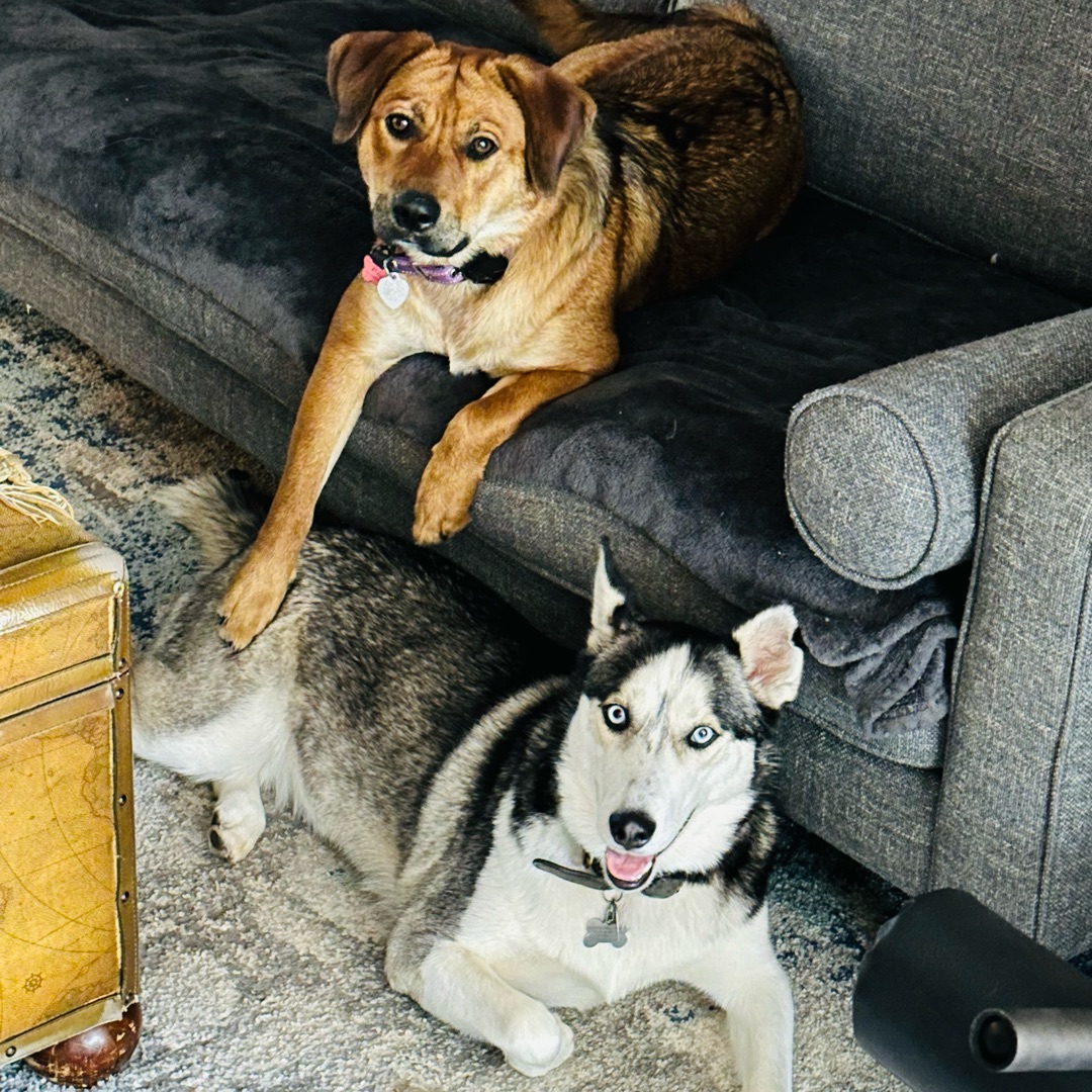 Picture of dogs