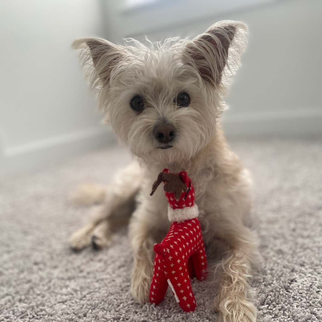Picture of dogs