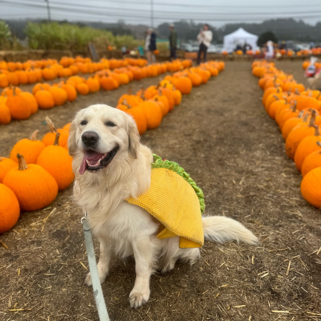 Picture of dogs