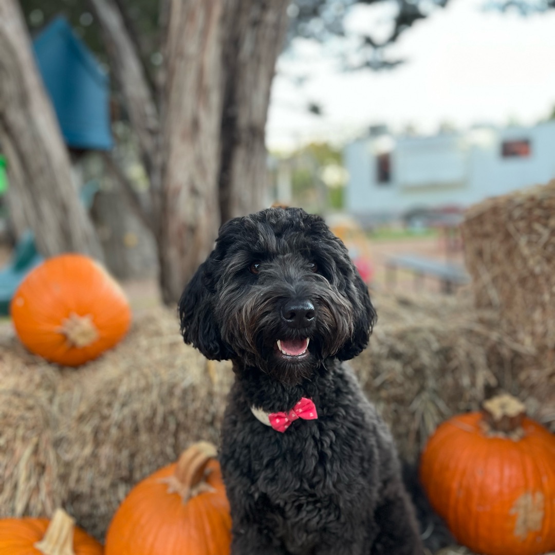 Picture of dogs