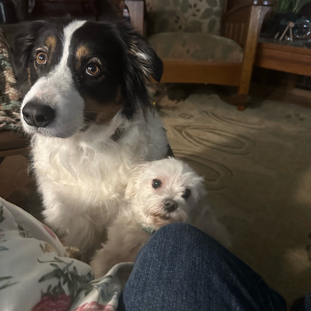 Picture of dogs