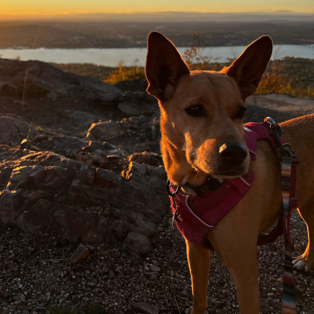 Picture of dogs