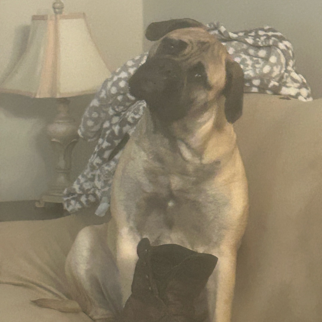 Picture of dogs